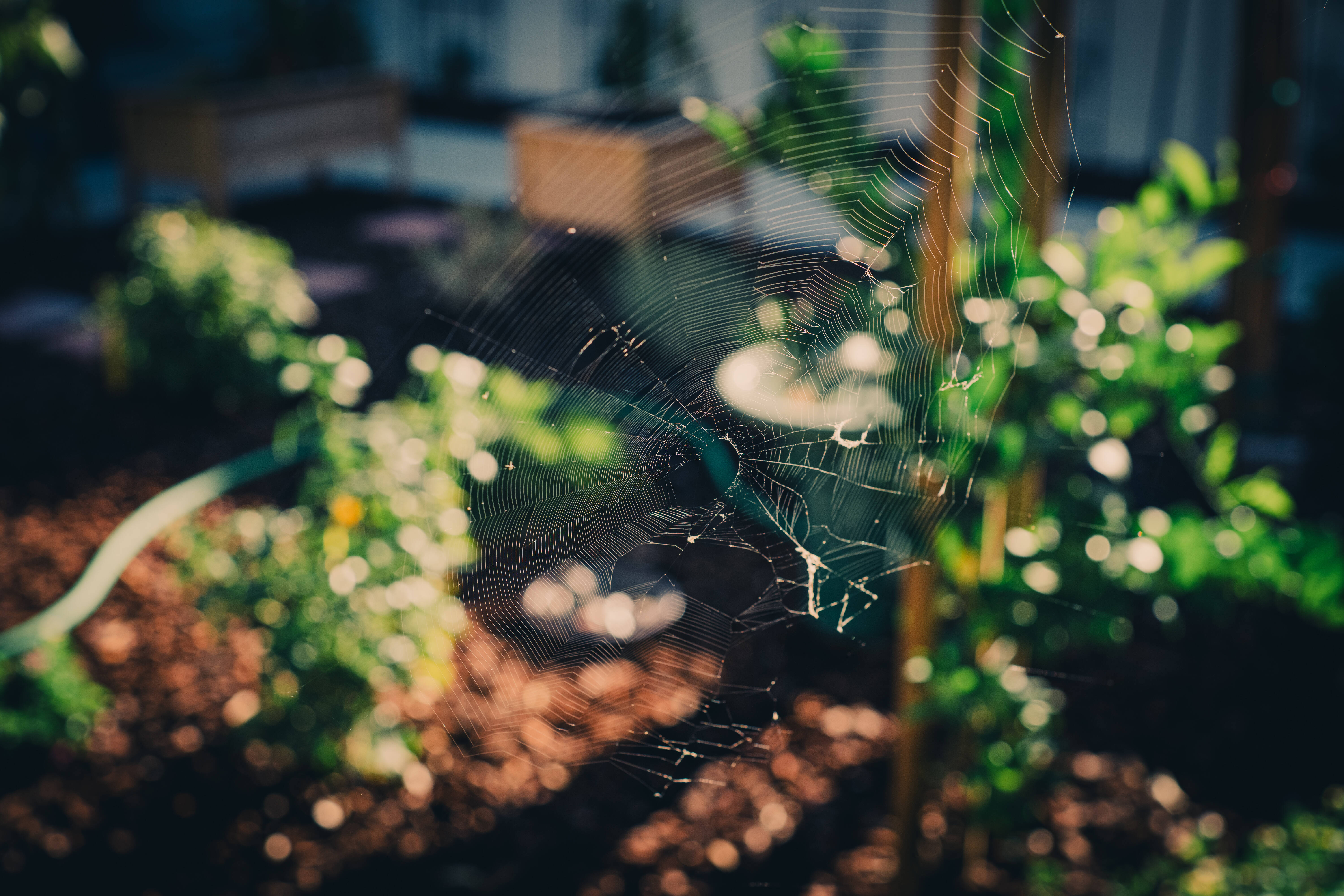 A spider web catching the morning light in the garden