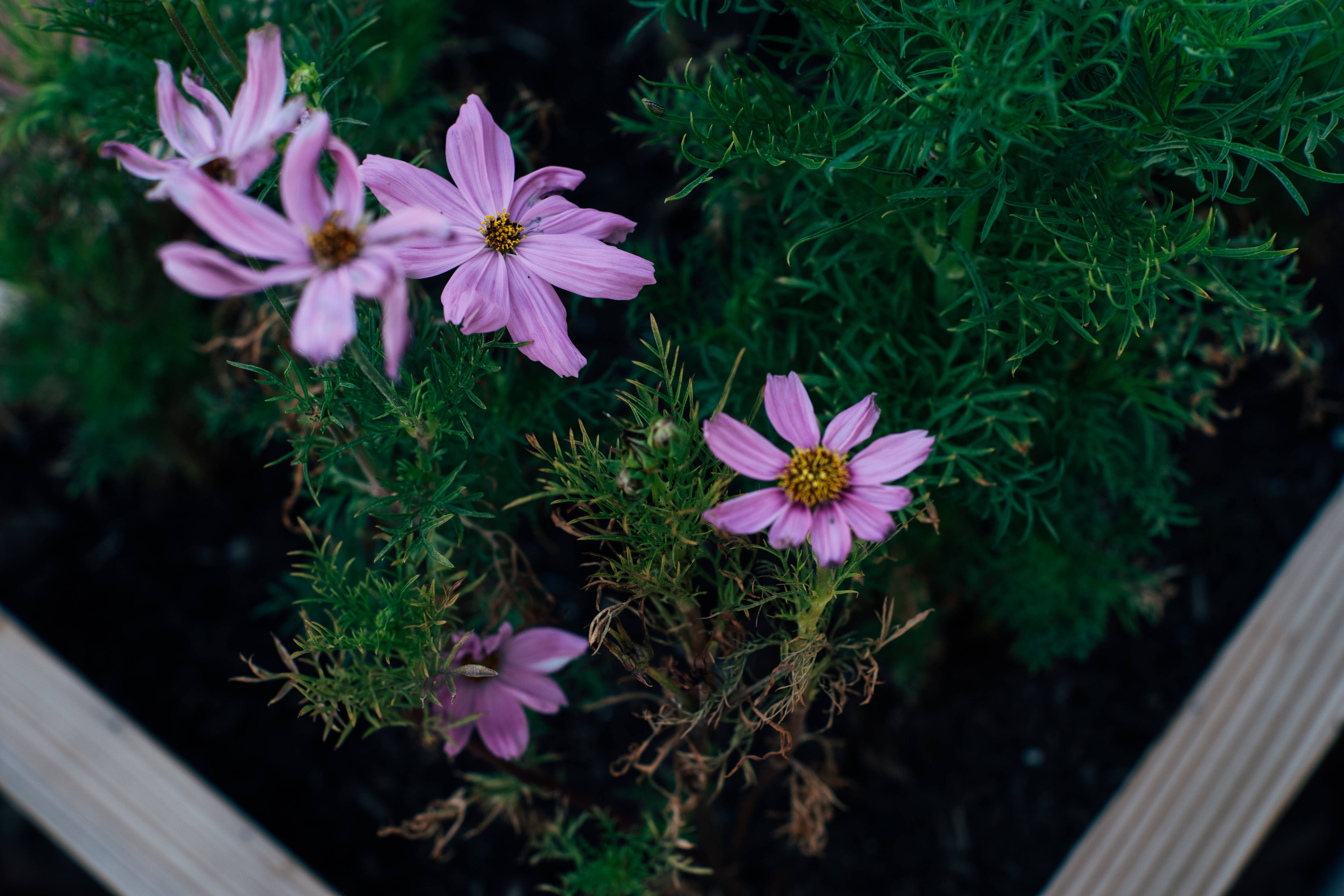 Pink cosmos flowers in a planter box