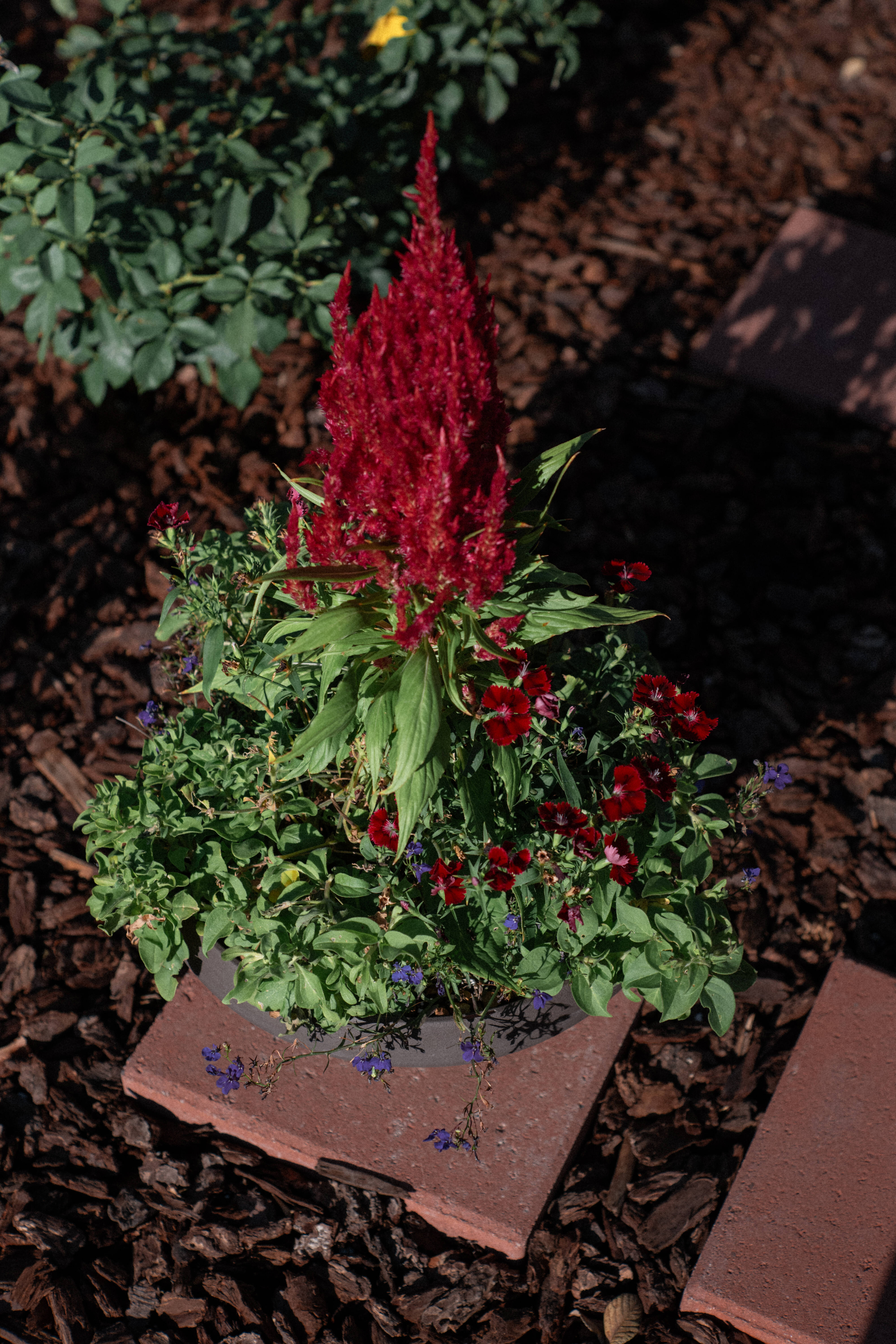 Red celosia and dianthus blooming in a pot